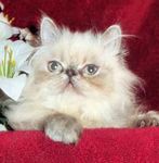 Himalayan kittens for sale 